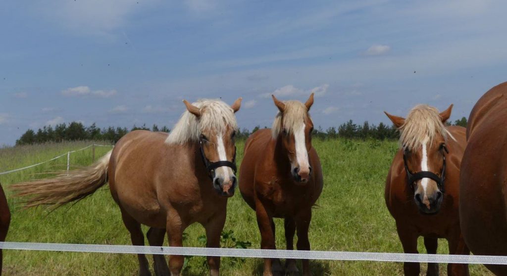 Ferienimmobilie,Kapitalanlage